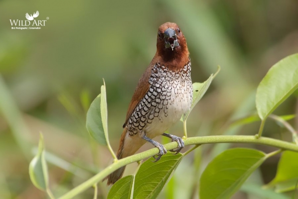 Munias & Allies (Estrildidae)