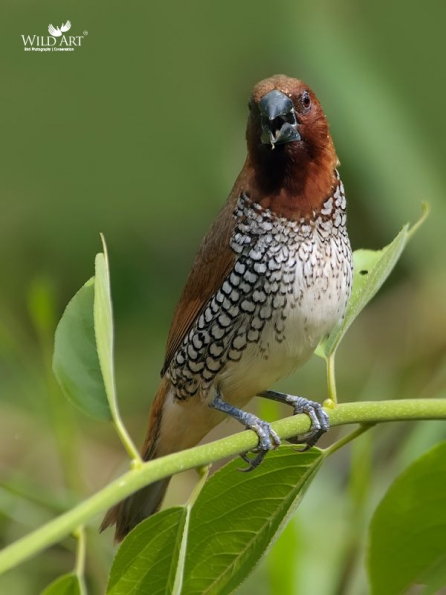 Munias & Allies (Estrildidae)