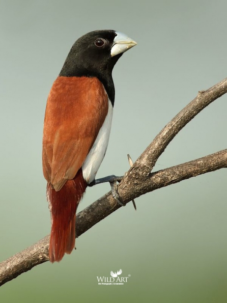 Munias & Allies (Estrildidae)