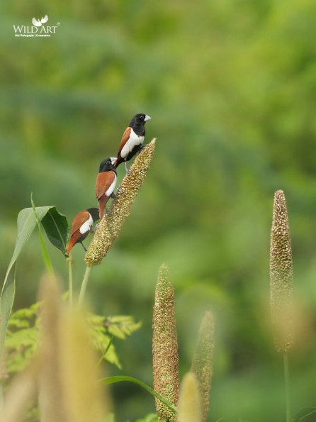 Munias & Allies (Estrildidae)