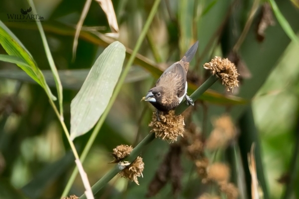 Munias & Allies (Estrildidae)