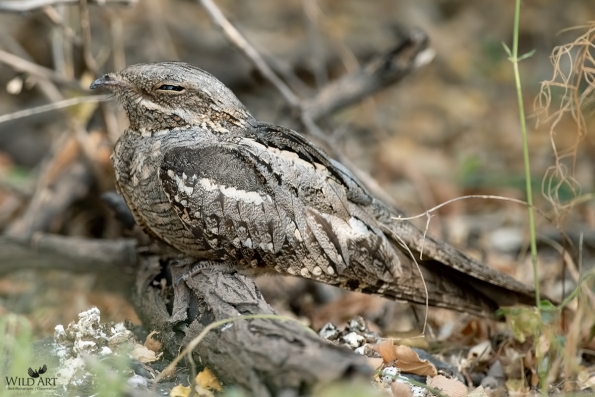 Nightjars (Caprimulgidae)
