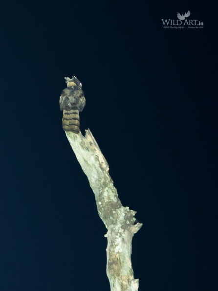 Nightjars (Caprimulgidae)