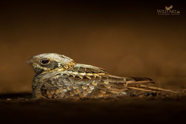 Nightjars (Caprimulgidae)