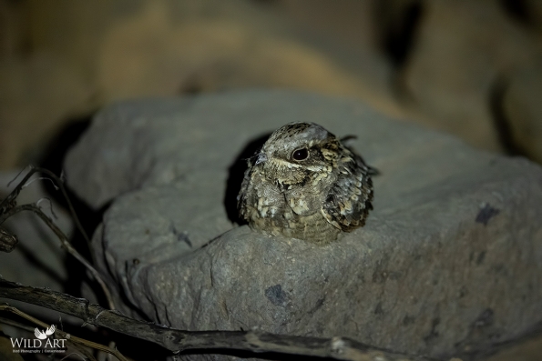 Nightjars (Caprimulgidae)