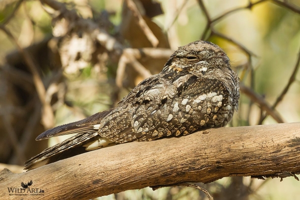 Nightjars (Caprimulgidae)