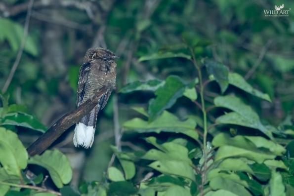 Nightjars (Caprimulgidae)