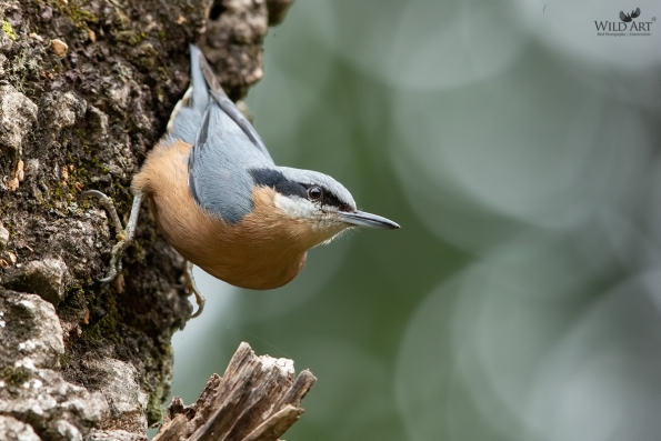 Chestnut-bellied Nuthatch
