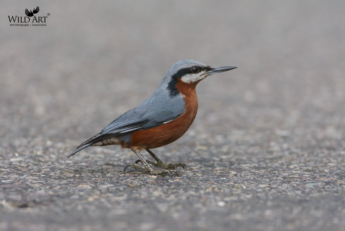 Chestnut-bellied Nuthatch