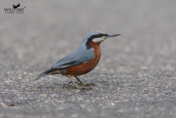 Chestnut-bellied Nuthatch