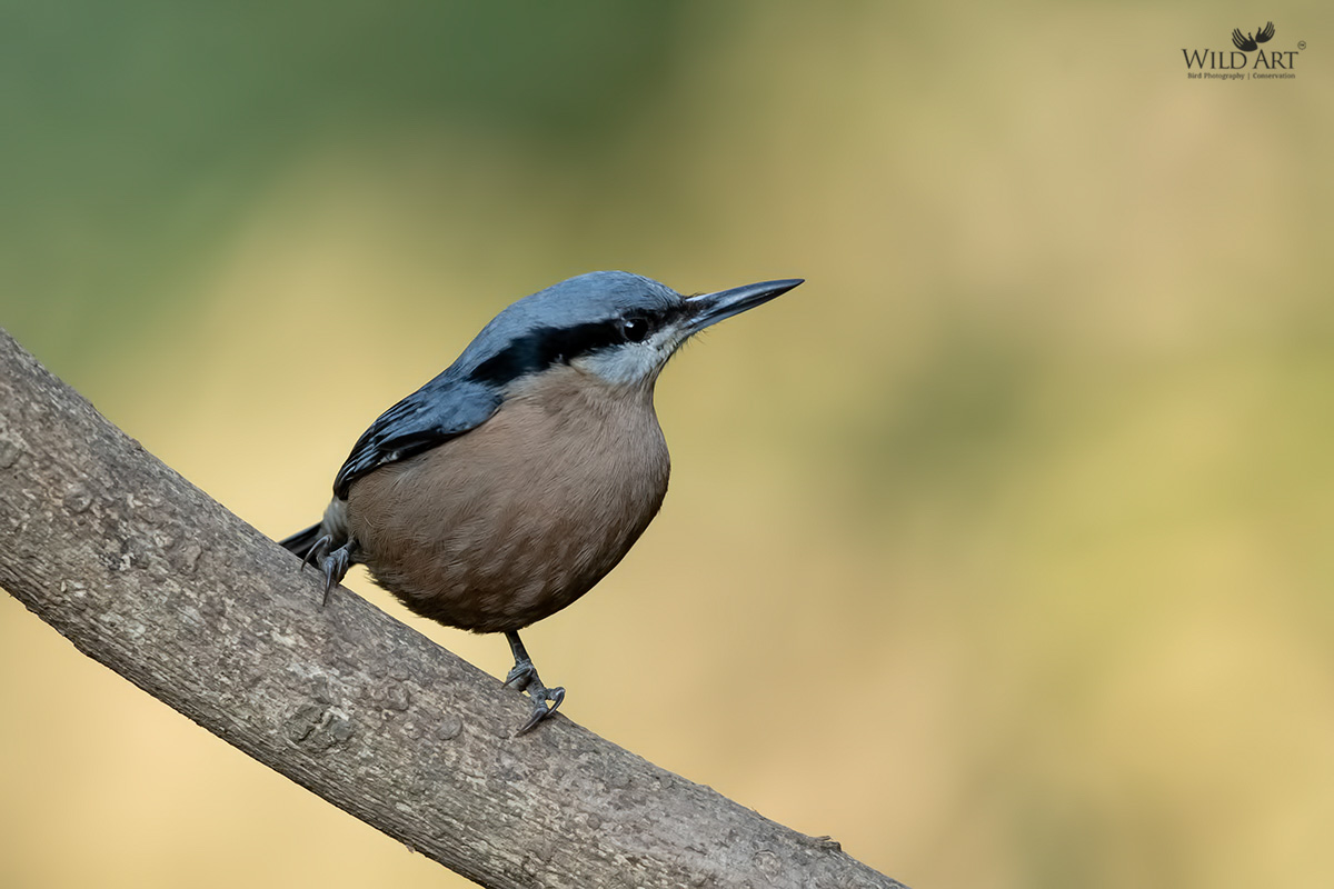 Chestnut-bellied Nuthatch