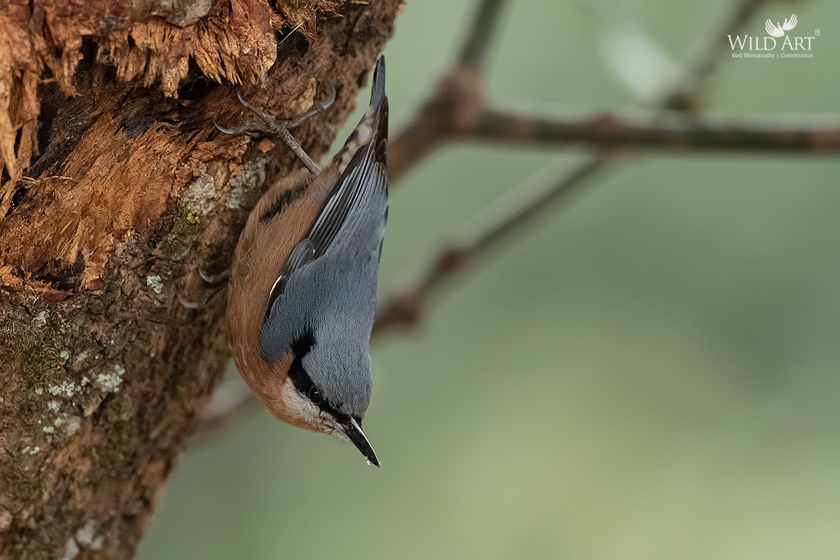 Chestnut-bellied Nuthatch