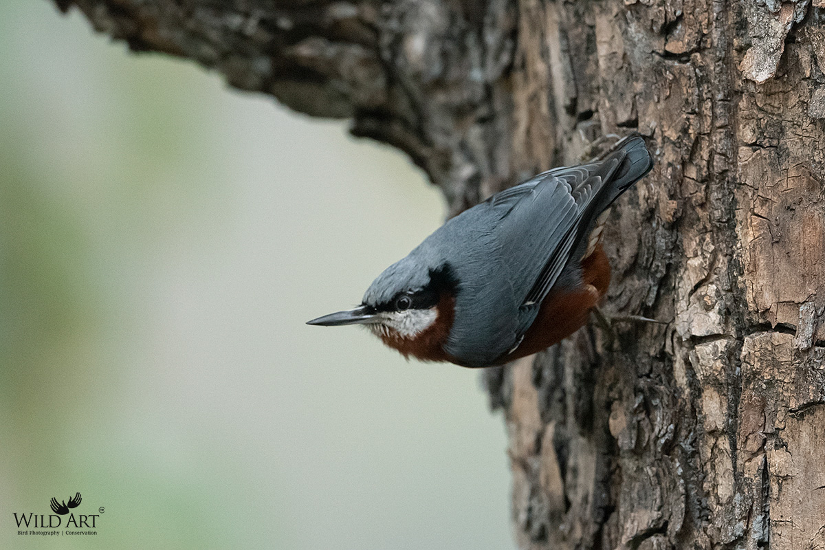 Chestnut-bellied Nuthatch