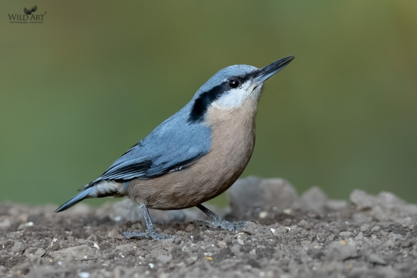 Chestnut-bellied Nuthatch