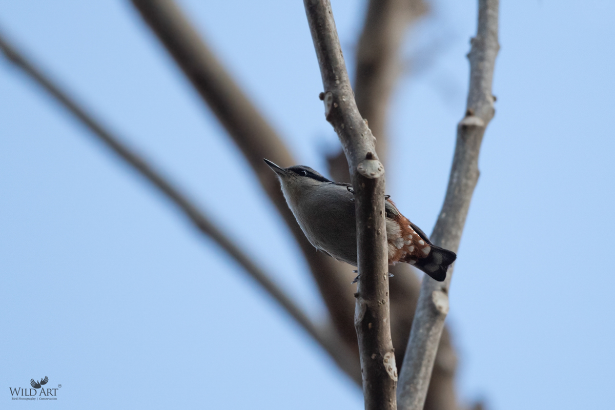 Chestnut-vented Nuthatch