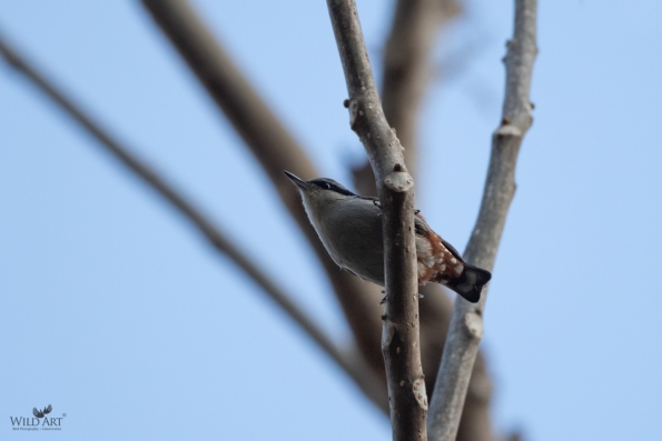 Chestnut-vented Nuthatch