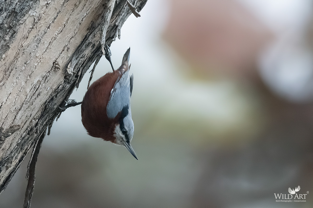 Indian Nuthatch