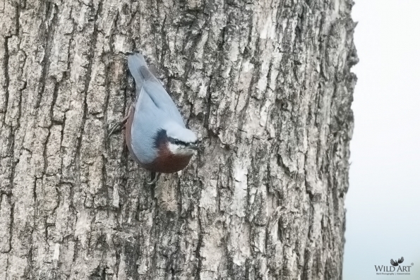 Indian Nuthatch