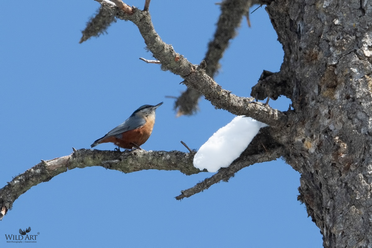 Kashmir Nuthatch