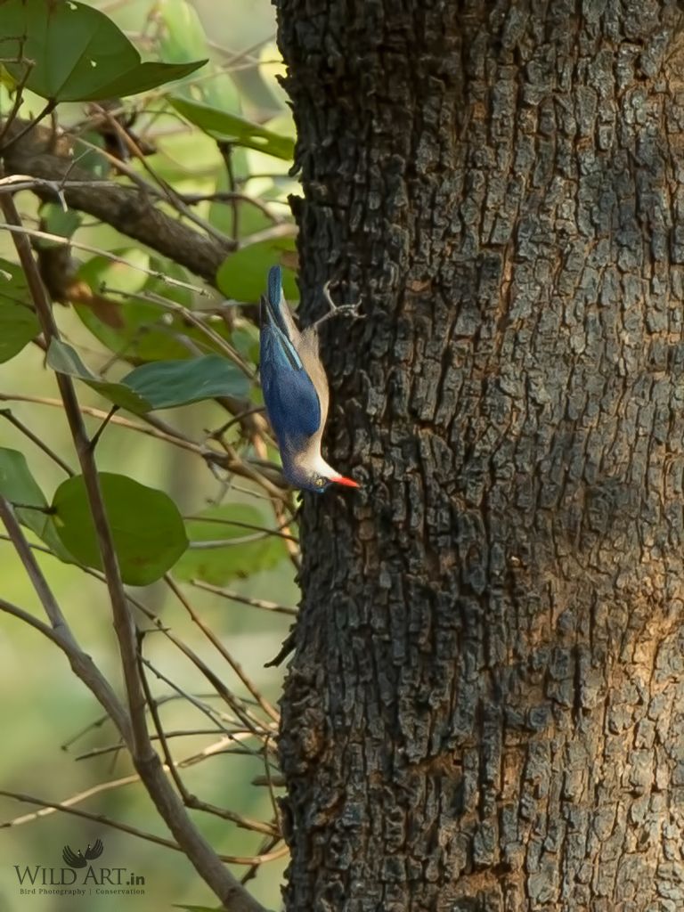 Velvet-fronted Nuthatch