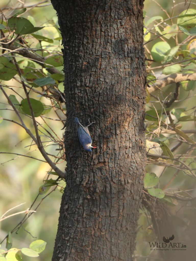 Velvet-fronted Nuthatch