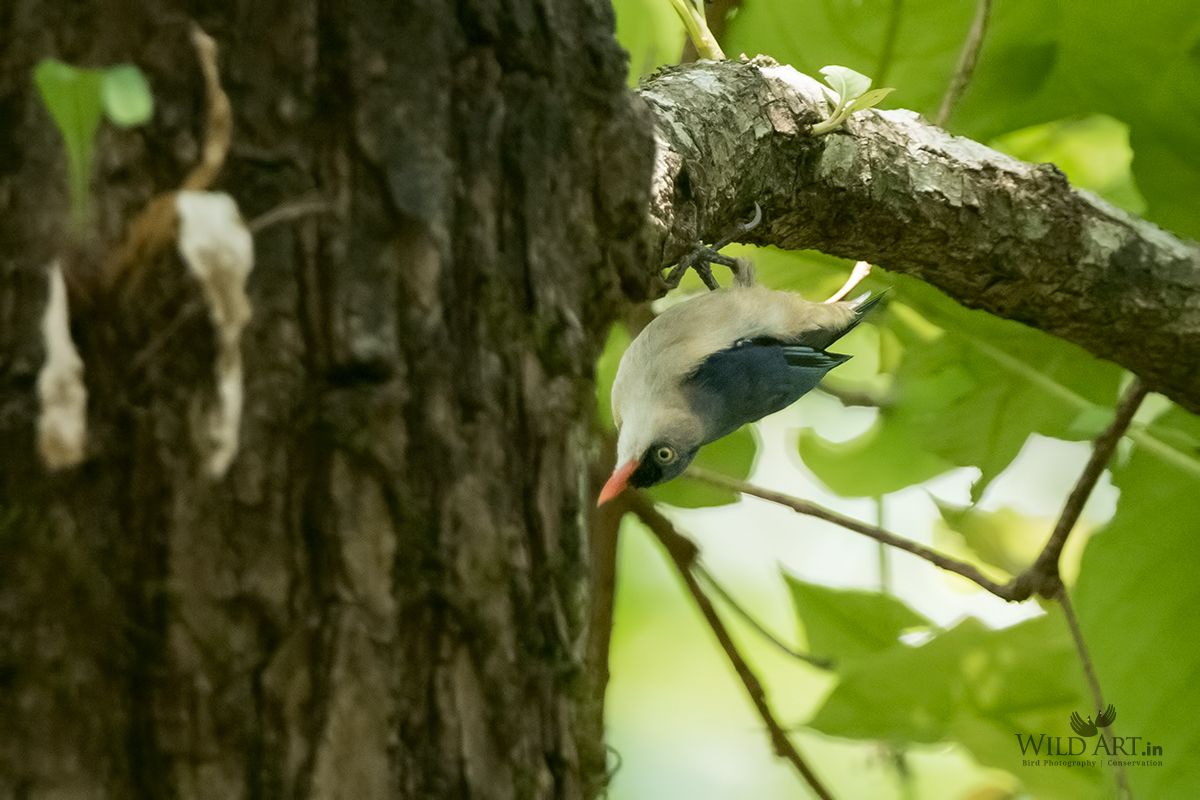 Velvet-fronted Nuthatch
