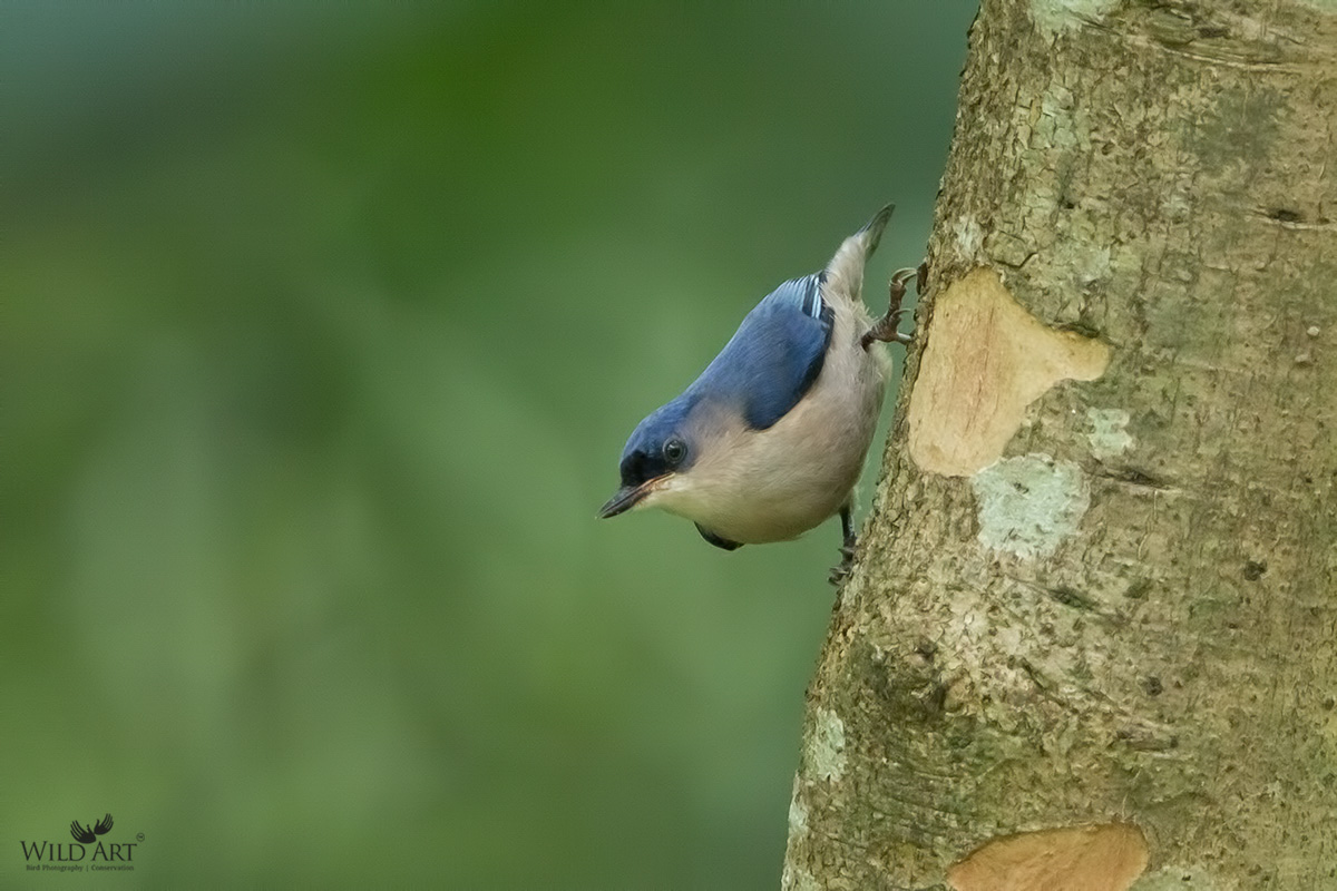 Velvet-fronted Nuthatch