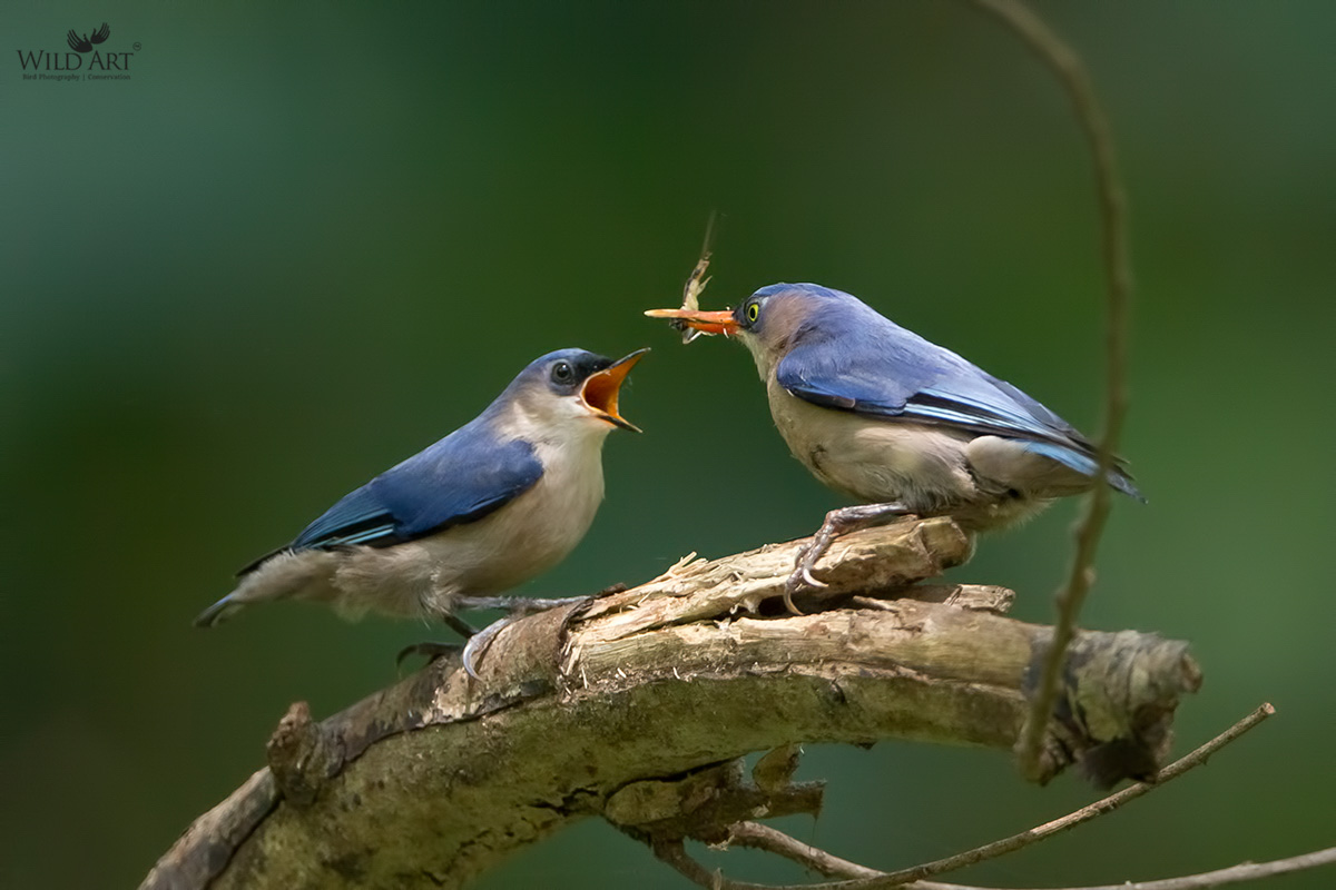Velvet-fronted Nuthatch