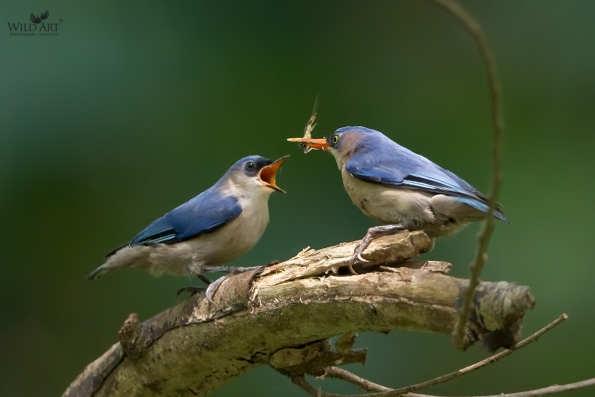 Velvet-fronted Nuthatch