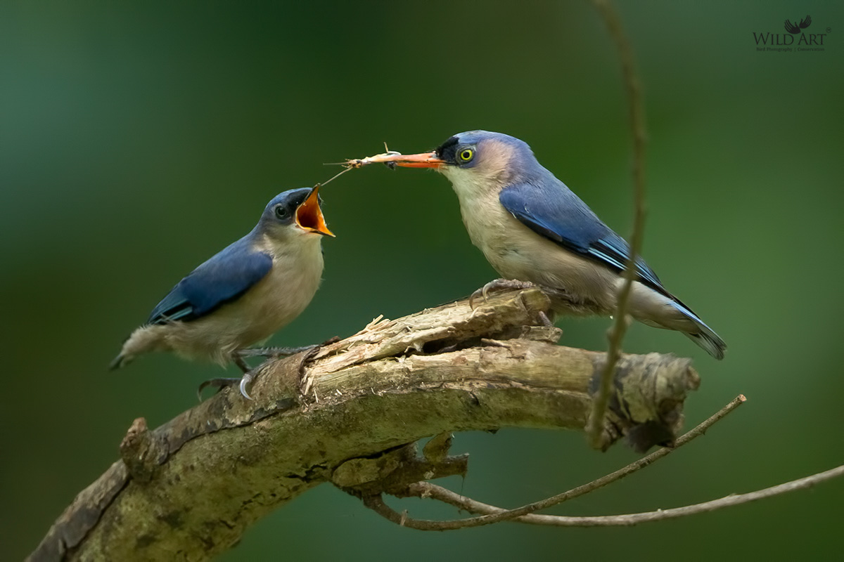 Velvet-fronted Nuthatch