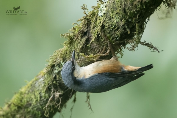White-tailed Nuthatch