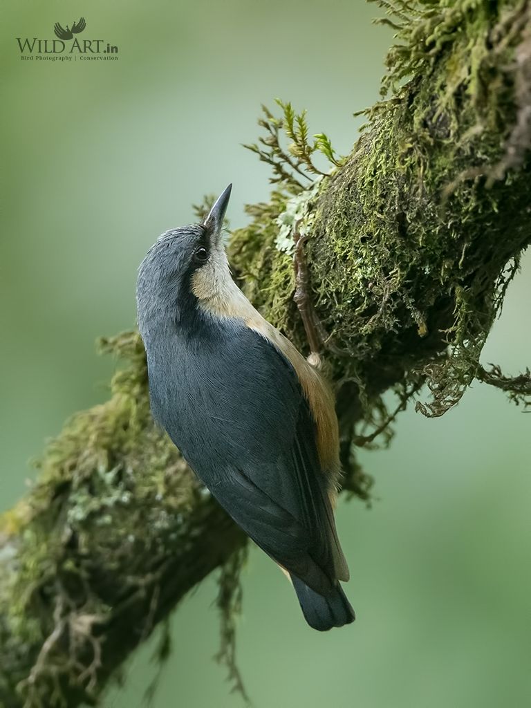 White-tailed Nuthatch