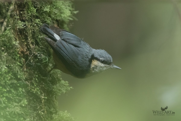 White-tailed Nuthatch