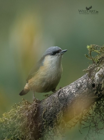 White-tailed Nuthatch