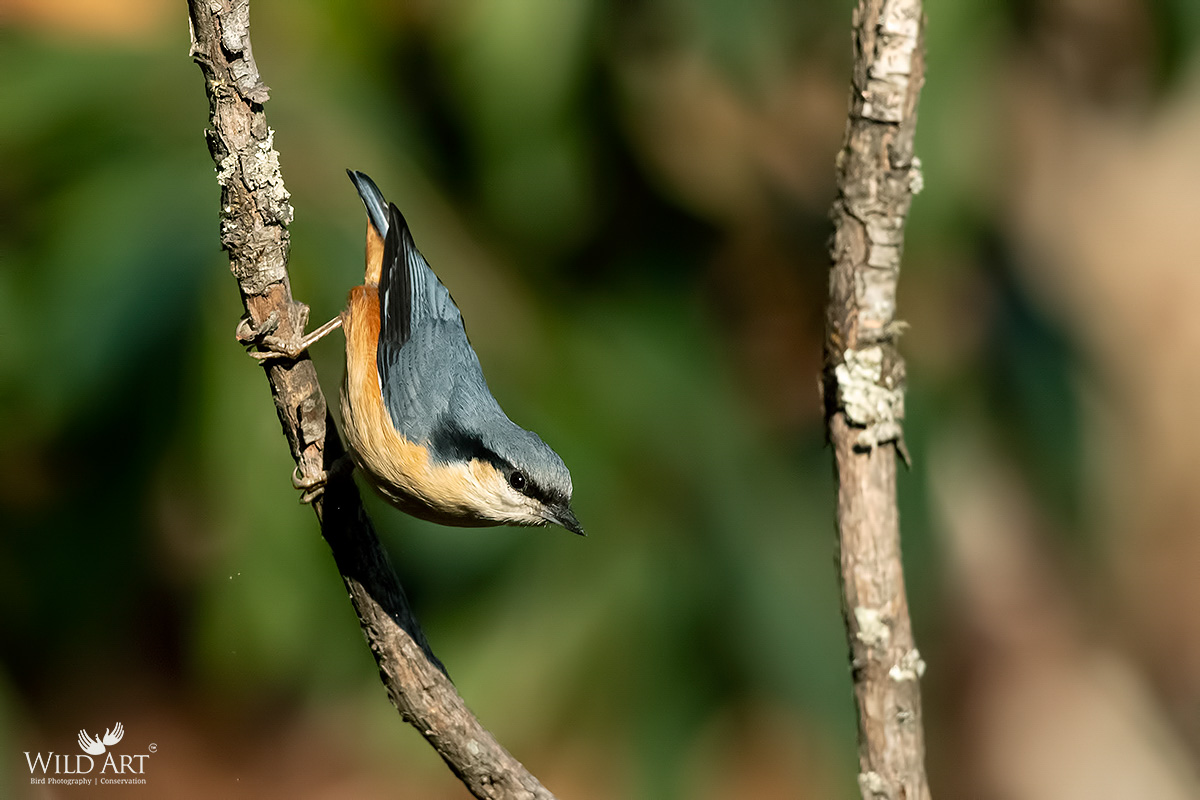White-tailed Nuthatch