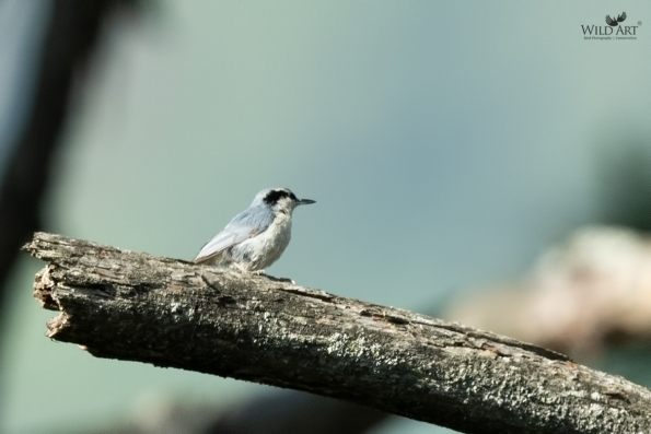 Yunnan Nuthatch