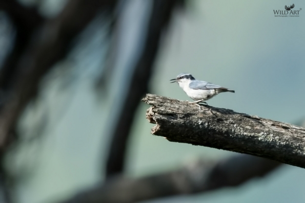Yunnan Nuthatch