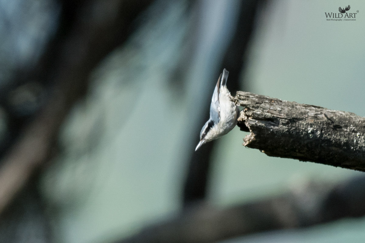 Yunnan Nuthatch