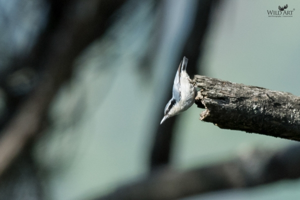 Yunnan Nuthatch
