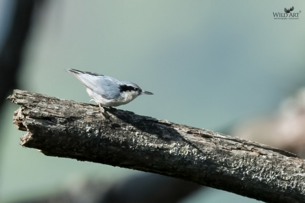 Yunnan Nuthatch