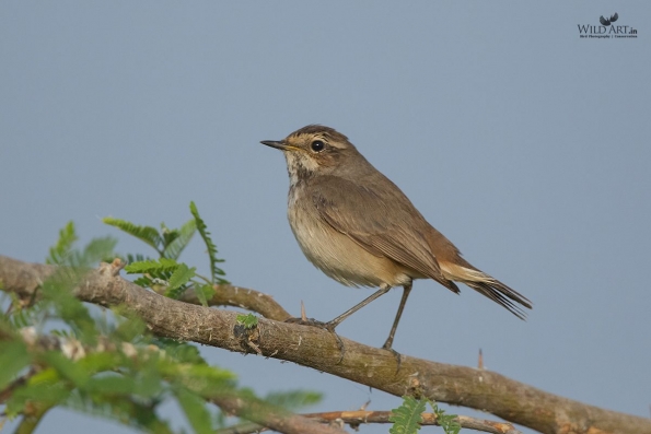 Old World Flycatchers (Muscicapidae)