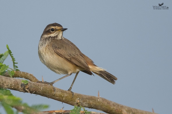Old World Flycatchers (Muscicapidae)