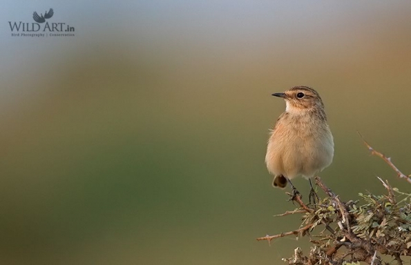 Old World Flycatchers (Muscicapidae)
