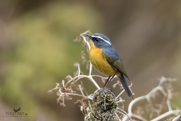 Old World Flycatchers (Muscicapidae)