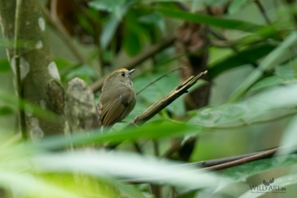 Old World Flycatchers (Muscicapidae)