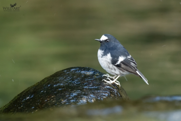 Old World Flycatchers (Muscicapidae)