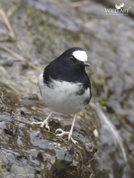 Old World Flycatchers (Muscicapidae)