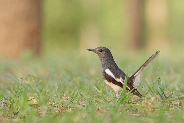 Old World Flycatchers (Muscicapidae)