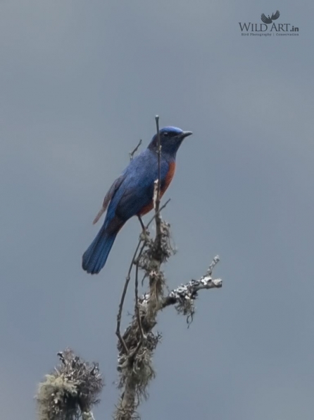 Old World Flycatchers (Muscicapidae)