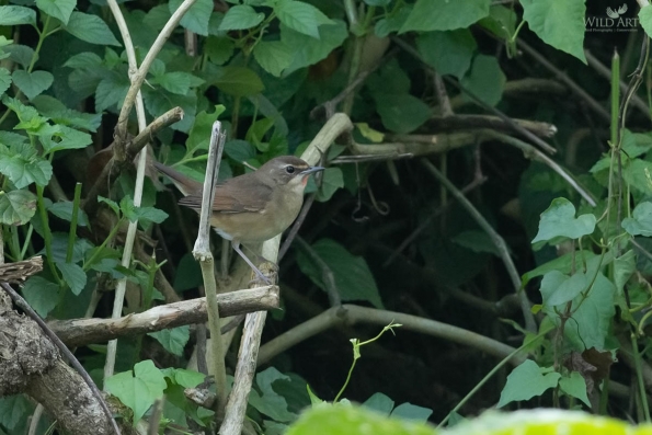 Old World Flycatchers (Muscicapidae)